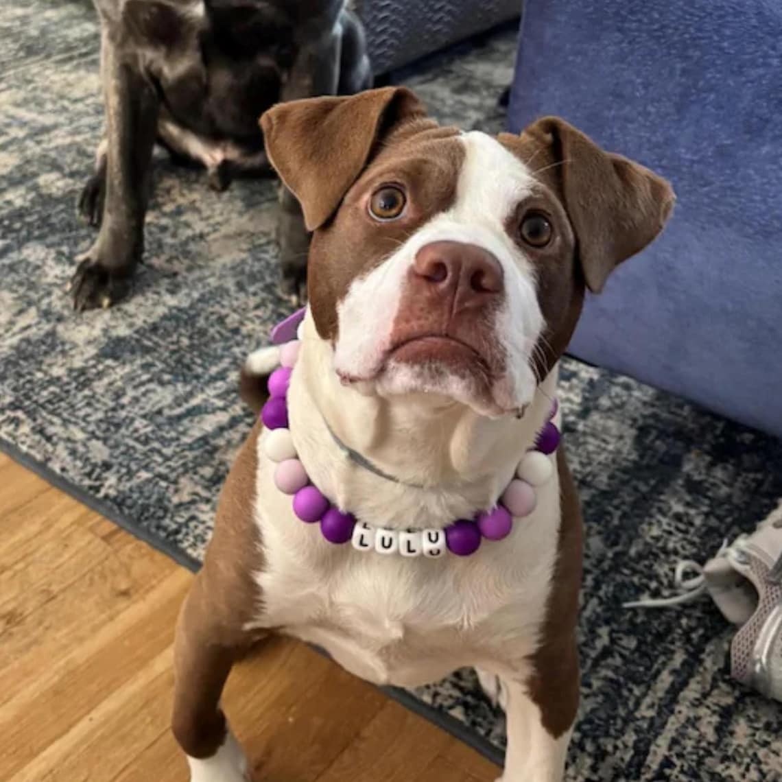 Collana Con Nome Personalizzato Per Cane E Gatto, Con Perline E Fibbia Regolabile, Regalo Ideale Per Gli Amanti Degli Animali.