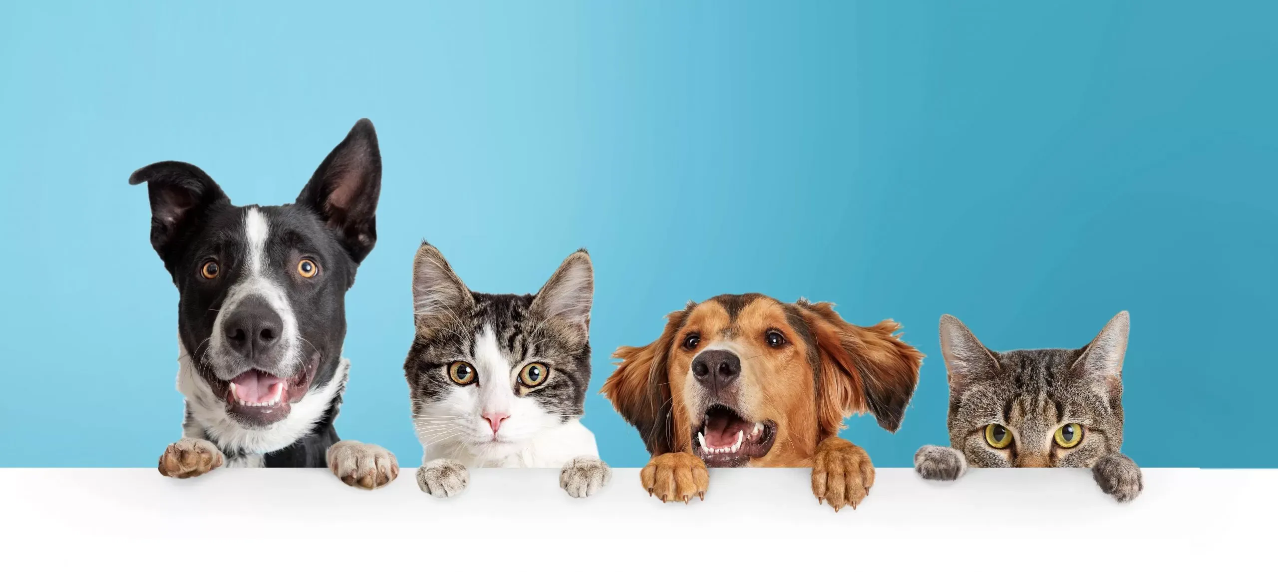 Articoli per animali