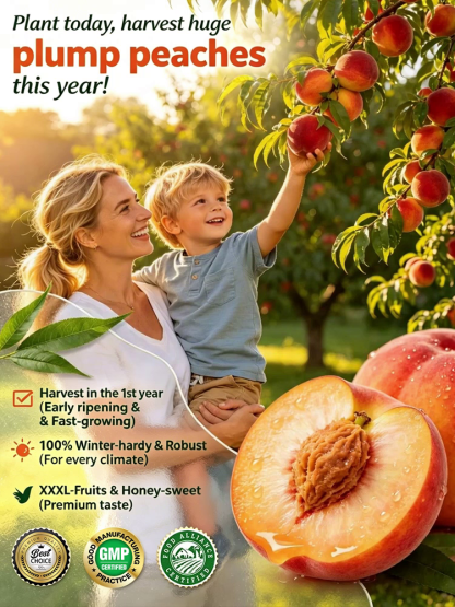 [Fast-growing and hardy] Sweet, juicy, early-ripening peach saplings