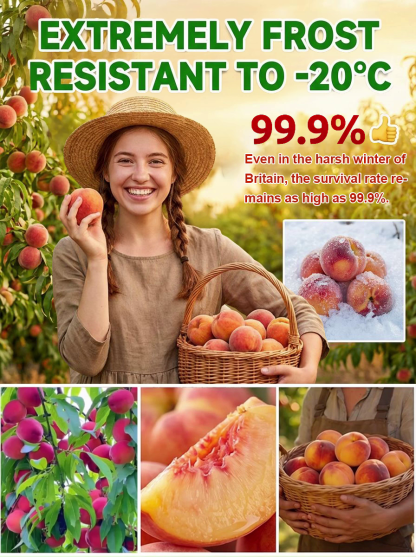 [Fast-growing and hardy] Sweet, juicy, early-ripening peach saplings