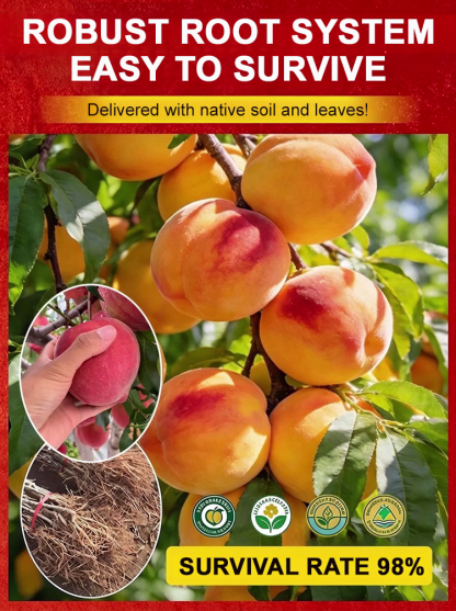 [Fast-growing and hardy] Sweet, juicy, early-ripening peach saplings