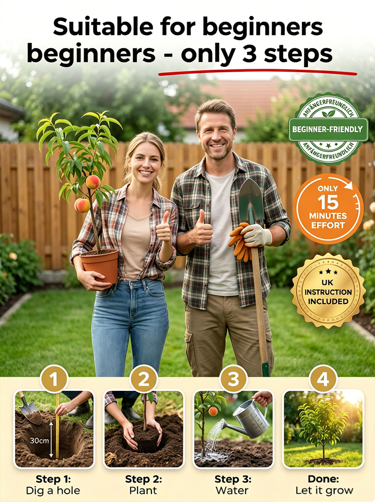 [Fast-growing and hardy] Sweet, juicy, early-ripening peach saplings