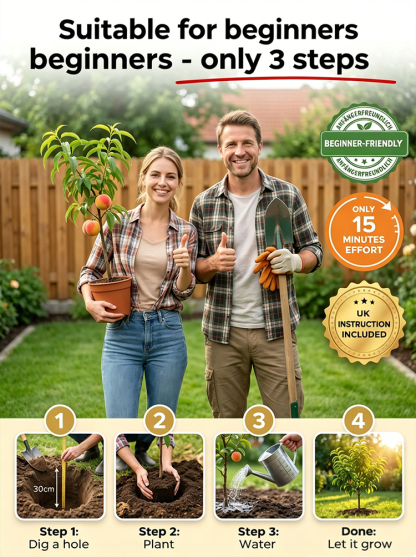 [Fast-growing and hardy] Sweet, juicy, early-ripening peach saplings