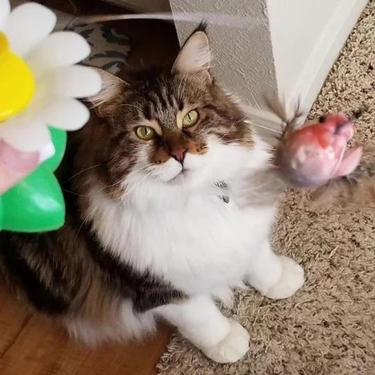 ⚡⚡Last Day Promotion 49% OFF🔥Electric bird teasing cat toy