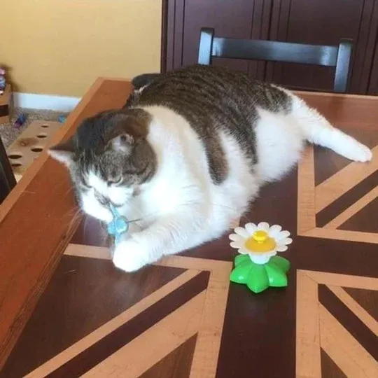 ⚡⚡Last Day Promotion 49% OFF🔥Electric bird teasing cat toy
