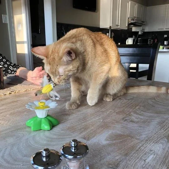 ⚡⚡Last Day Promotion 49% OFF🔥Electric bird teasing cat toy