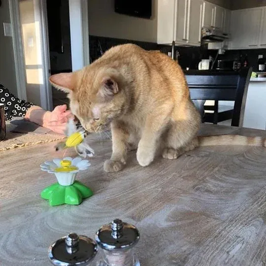 ⚡⚡Last Day Promotion 49% OFF🔥Electric bird teasing cat toy