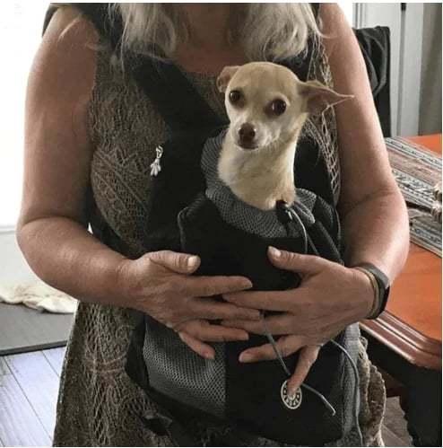 🔥BIG SALE 50% OFF🔥2024 Summer Dog Backpack🐶
