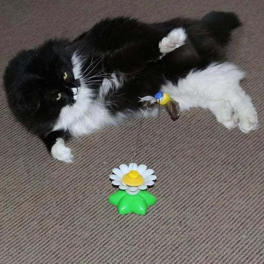 ⚡⚡Last Day Promotion 49% OFF🔥Electric bird teasing cat toy