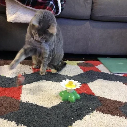 ⚡⚡Last Day Promotion 49% OFF🔥Electric bird teasing cat toy