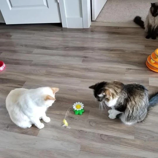 ⚡⚡Last Day Promotion 49% OFF🔥Electric bird teasing cat toy