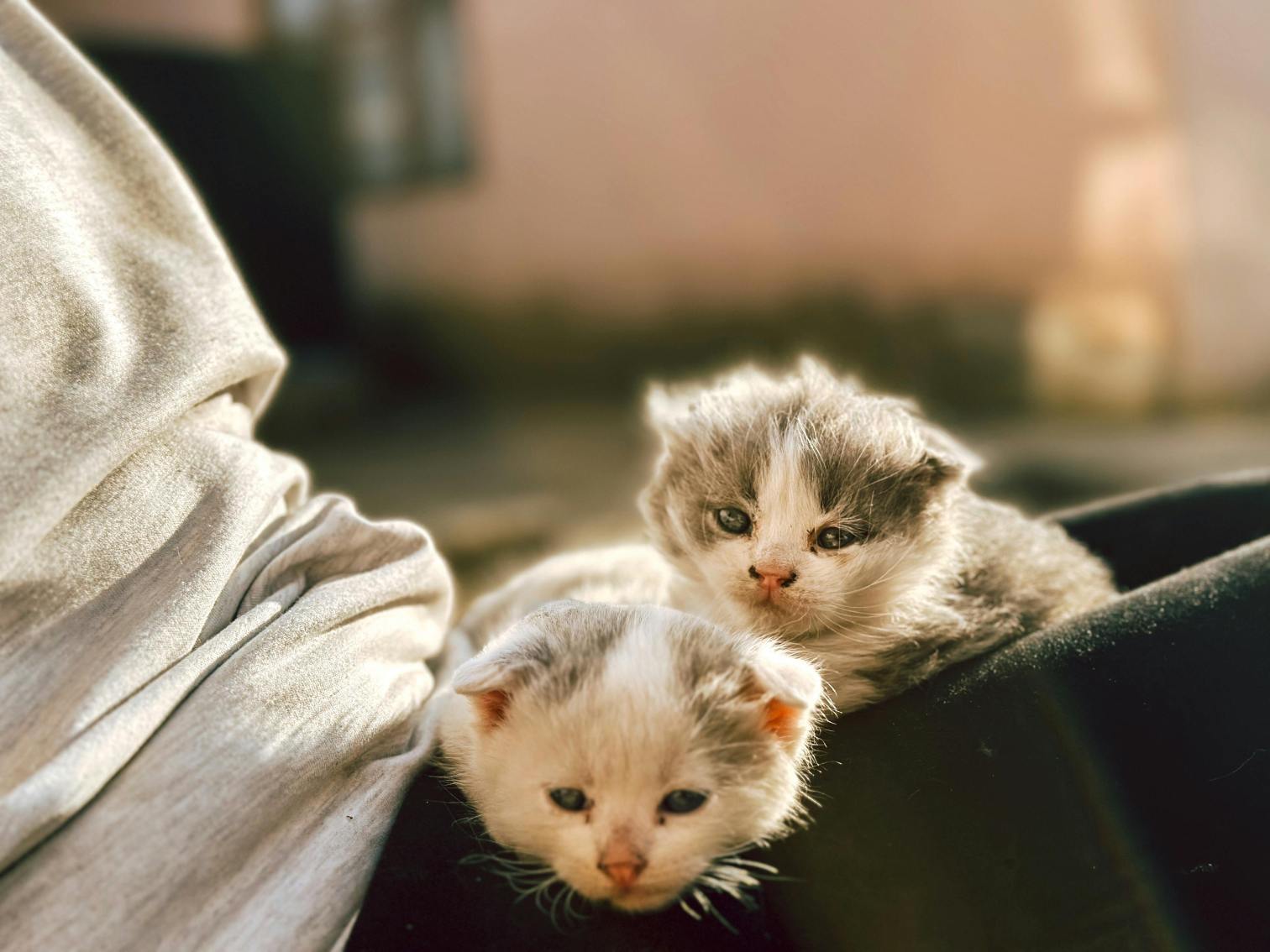 pet supplies