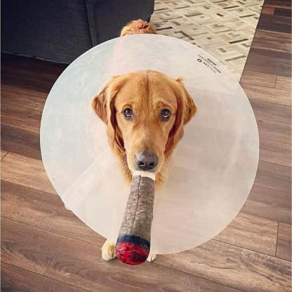 🐶The Doobie Paw - 2024 Funniest Pet Toy🚬