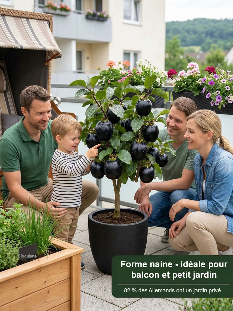 Plant de kaki 'Perle Noire Chocolat' résistant au froid – Le fruit divin dans votre jardin ! 🍫✨ Croissance garantie à 100 % = Aucun risque ! 