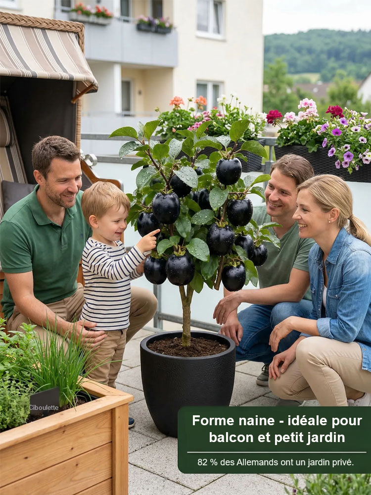 Plant de kaki 'Perle Noire Chocolat' résistant au froid – Le fruit divin dans votre jardin ! 🍫✨ Croissance garantie à 100 % = Aucun risque ! 
