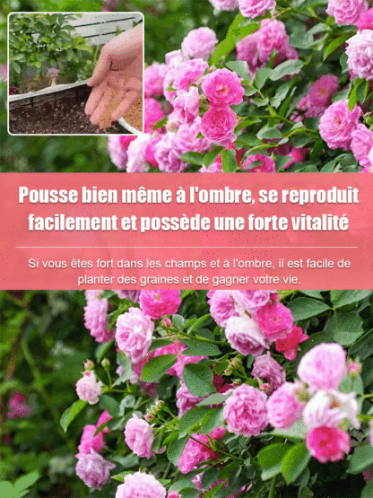 【Fleurissement toute l'année】Graines de rosier grimpant | Fleurit en 8 semaines pour former un mur floral spectaculaire 🌺 | Résistant au froid et persistant ❄️ | Garantie de reprise à 100 % ✅