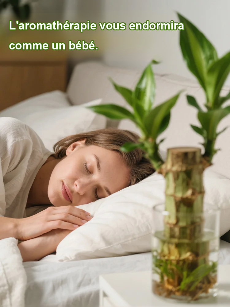 【Symbole de chance, prospérité et renouveau — il suffit d’eau claire pour qu’il vive toute l’année】Le bois de la chance brésilien en hydroponie fleurit toute l'année.