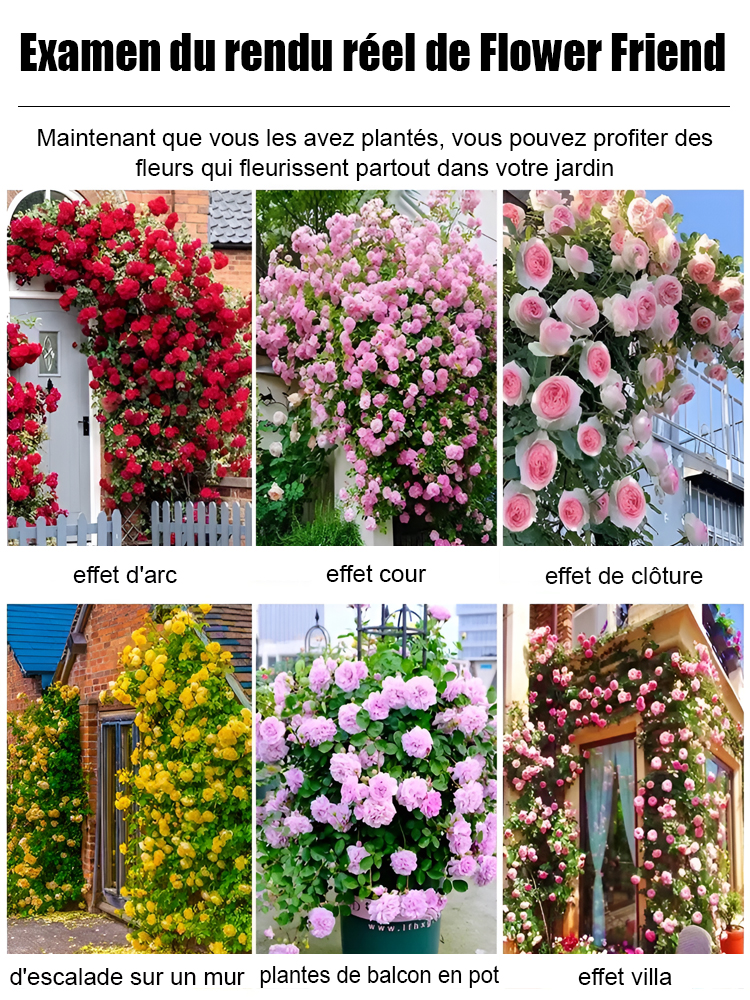 【Fleurissement toute l'année】Graines de rosier grimpant | Fleurit en 8 semaines pour former un mur floral spectaculaire 🌺 | Résistant au froid et persistant ❄️ | Garantie de reprise à 100 % ✅
