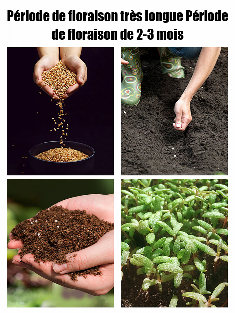 【Fleurissement toute l'année】Graines de rosier grimpant | Fleurit en 8 semaines pour former un mur floral spectaculaire 🌺 | Résistant au froid et persistant ❄️ | Garantie de reprise à 100 % ✅