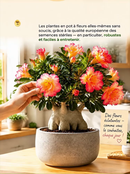  [Floraison même à 40°C] Bulbe de Rose du désert à fleurs doubles | Boutons inclus pour une floraison en 25 jours