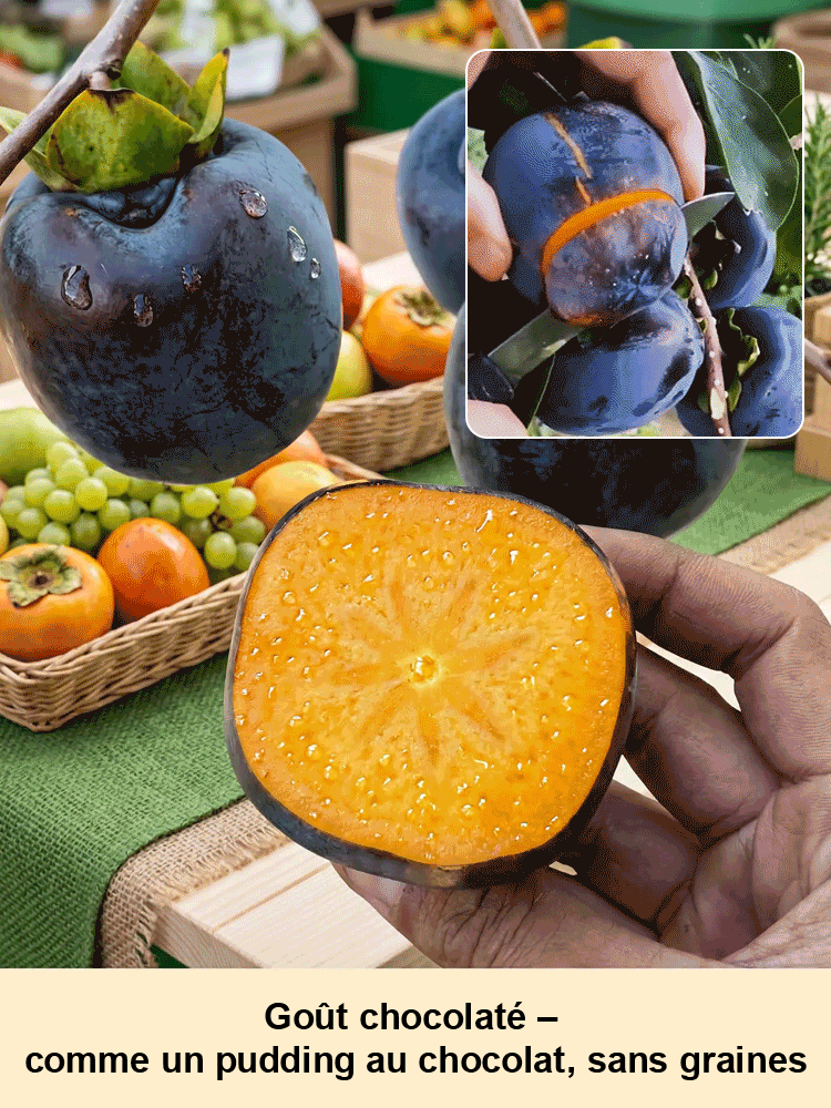 Plant de kaki 'Perle Noire Chocolat' résistant au froid – Le fruit divin dans votre jardin ! 🍫✨ Croissance garantie à 100 % = Aucun risque ! 