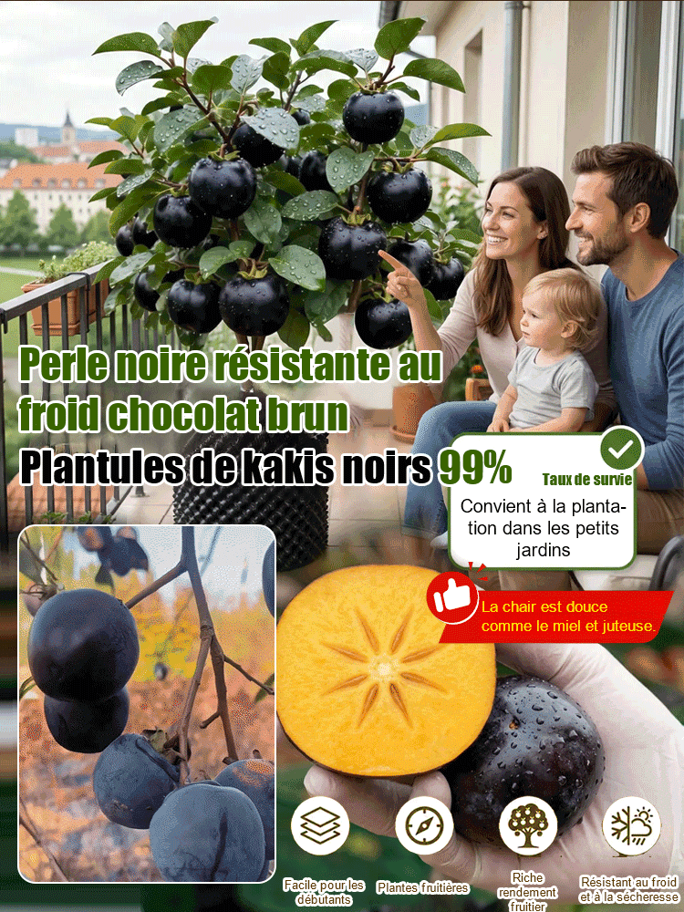 Plant de kaki 'Perle Noire Chocolat' résistant au froid – Le fruit divin dans votre jardin ! 🍫✨ Croissance garantie à 100 % = Aucun risque ! 