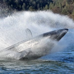 🔥Shark Seabreacher