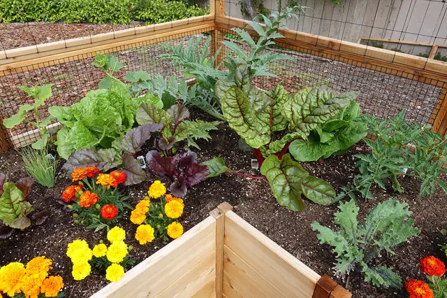 Cedar Complete Raised Garden Bed Kit - 8' x 12'