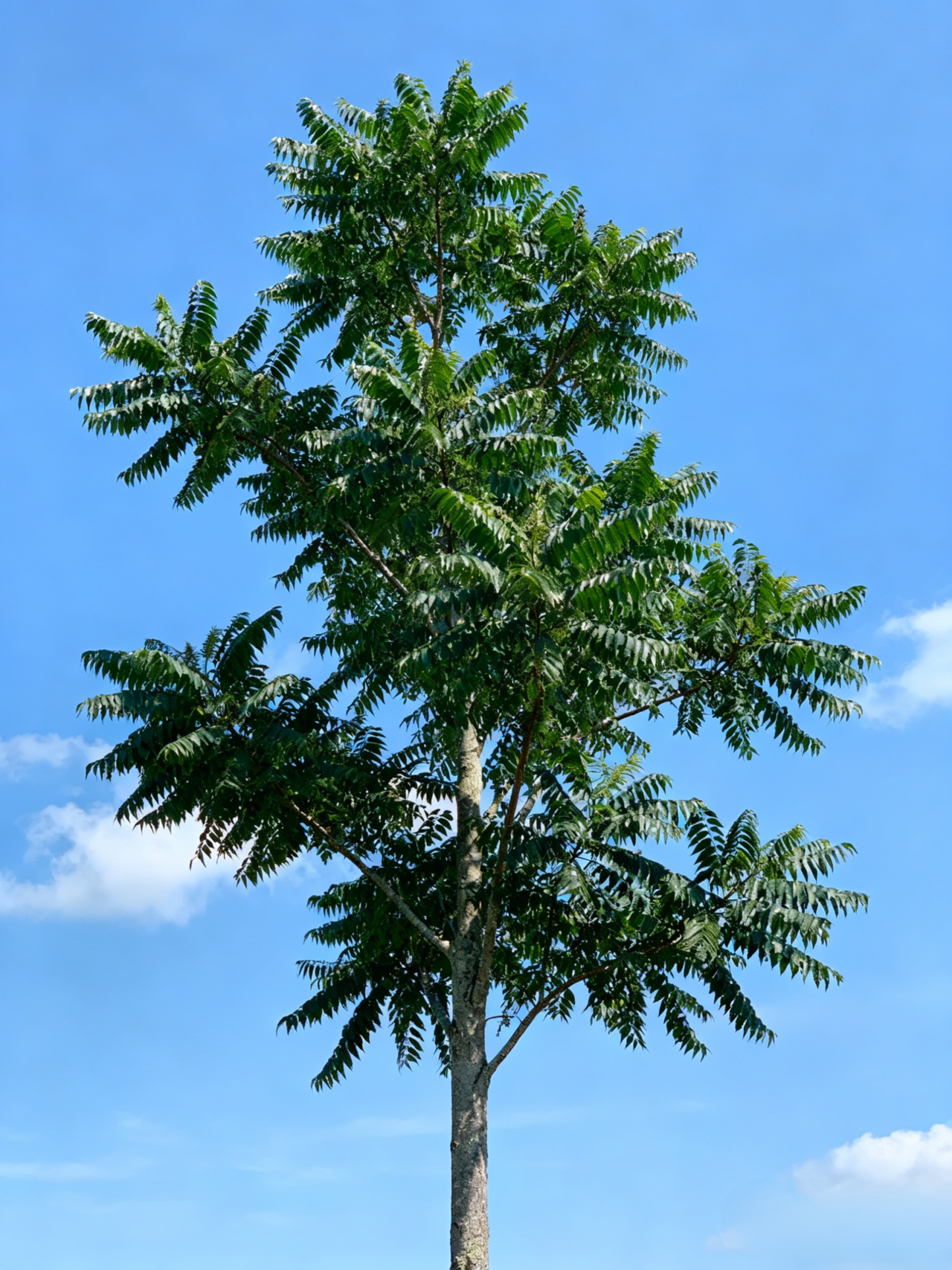 Importált pekándió magok az USA-ból, professzionálisan termesztve, garantáltan magas túlélési arány.