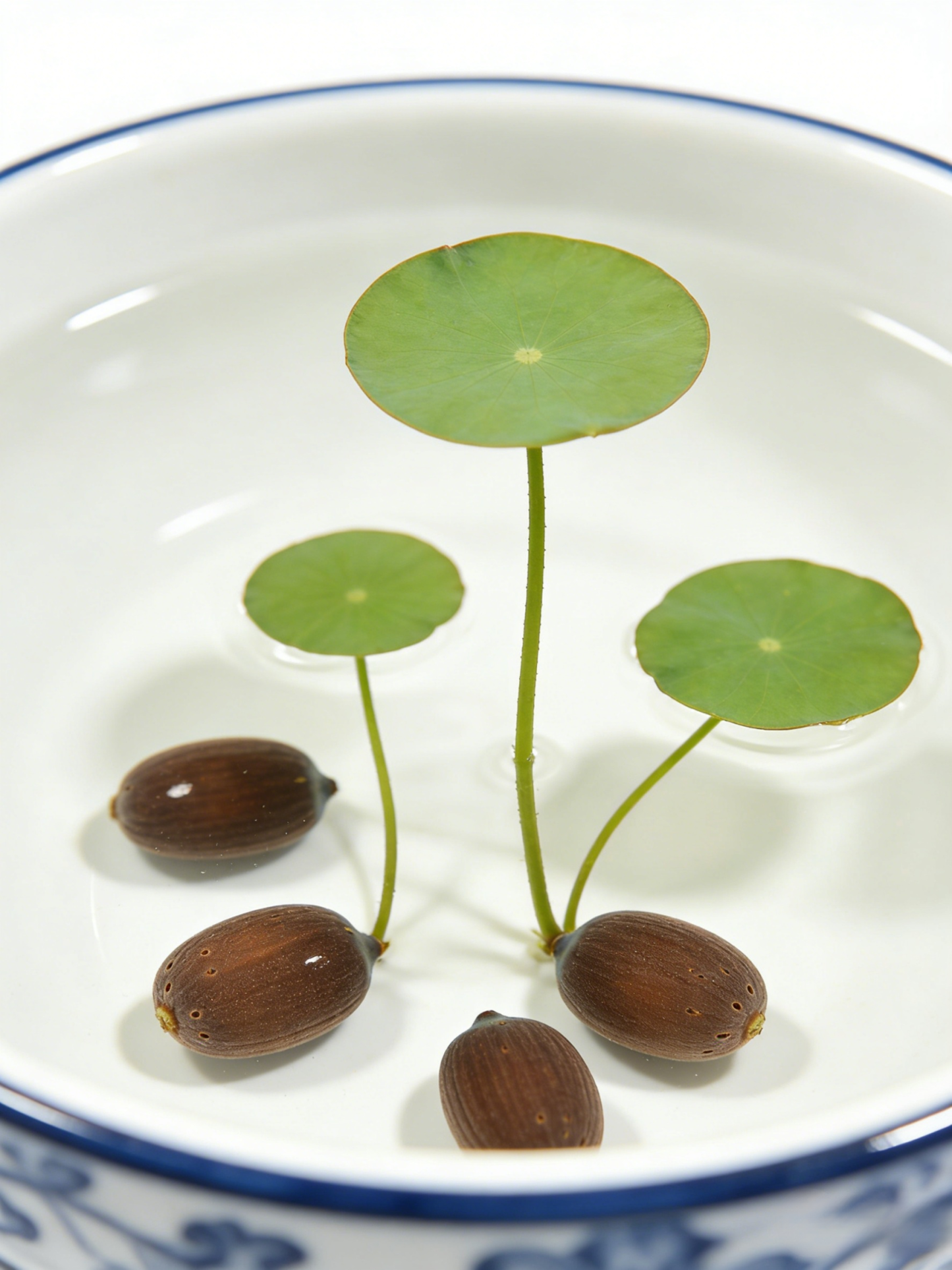 [-25°C körül nyit virágot] Téli vízi dísznövény termesztés lótusz magvak