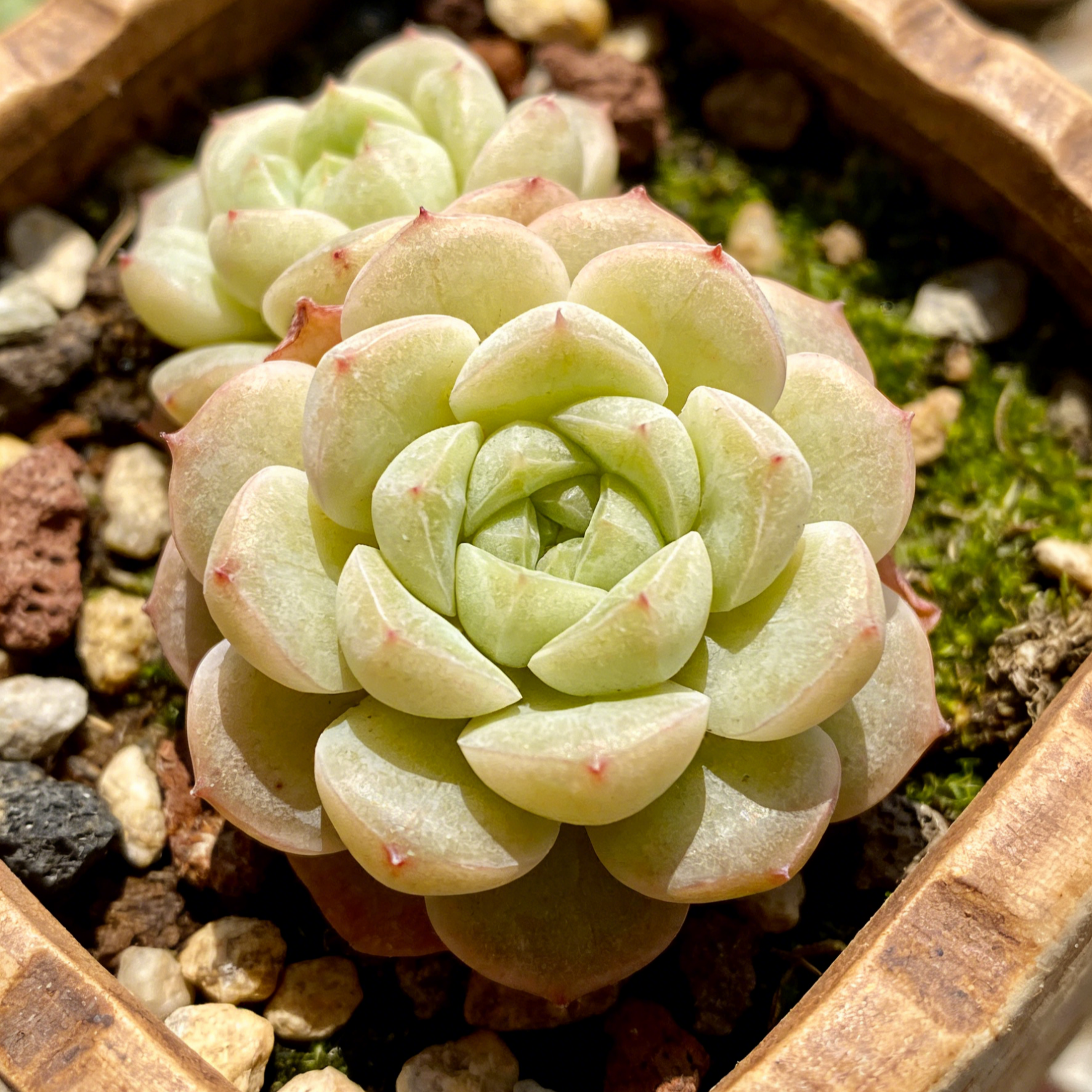 【Élő talajlény】Kertészeti átültetési gyökérnövesztő folyadék