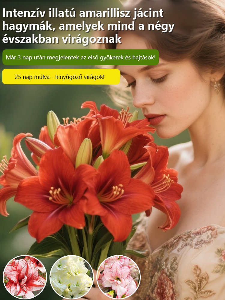 Erős illatú, egész évben virágzó amarillisz hagyma.