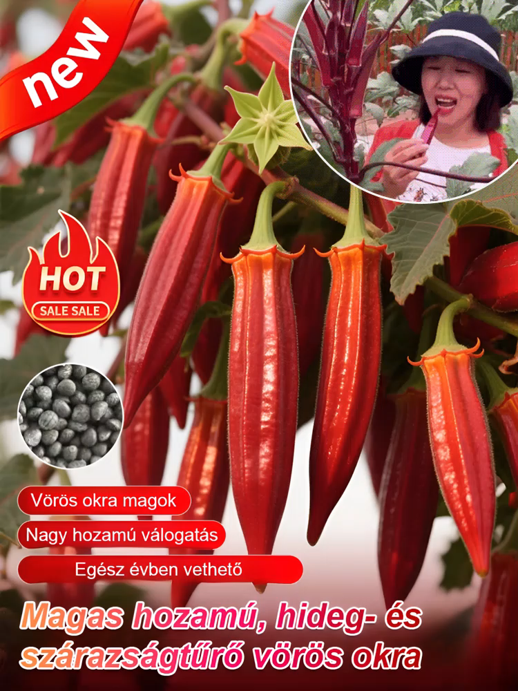 【Tápláló és telt】Magas hozamú vörös okra hideg- és szárazságtűrő magok