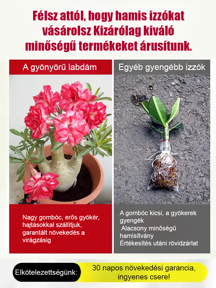 Öntözéssel akár 100 évig élhet a sivatagi rózsa hagymás virág.