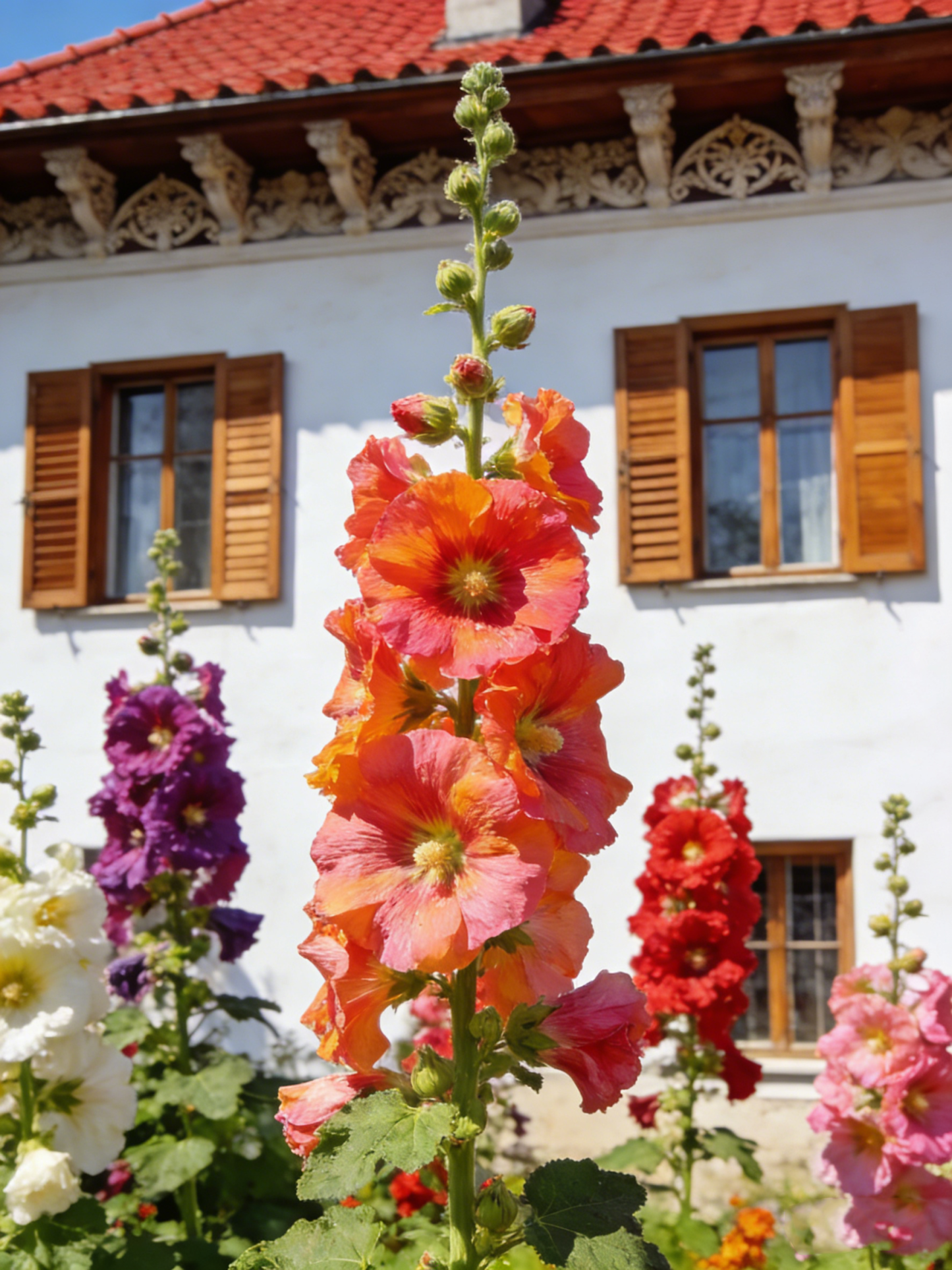 Négy évszakos virágzású dupla szirmú mályva