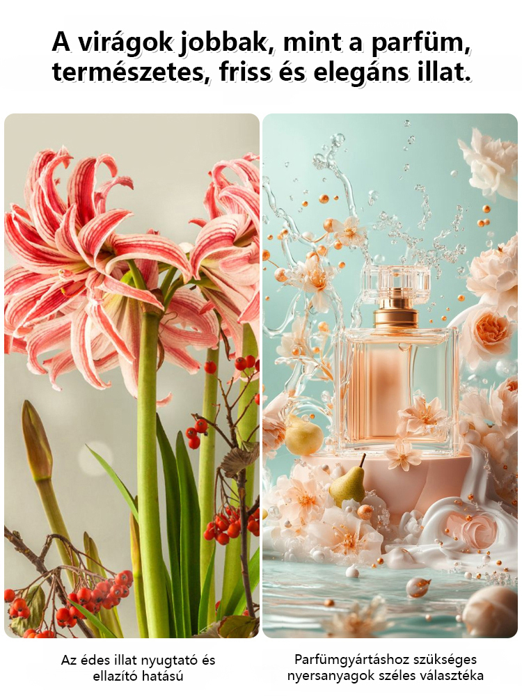 Erős illatú, egész évben virágzó amarillisz hagyma.