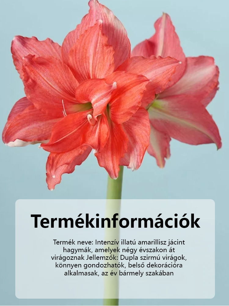 Erős illatú, egész évben virágzó amarillisz hagyma.