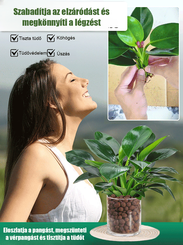 【Tüdővédő Méregtelenítő Király】Arany Gyémánt Zöld Növény - Rendelés szerint rendelhető