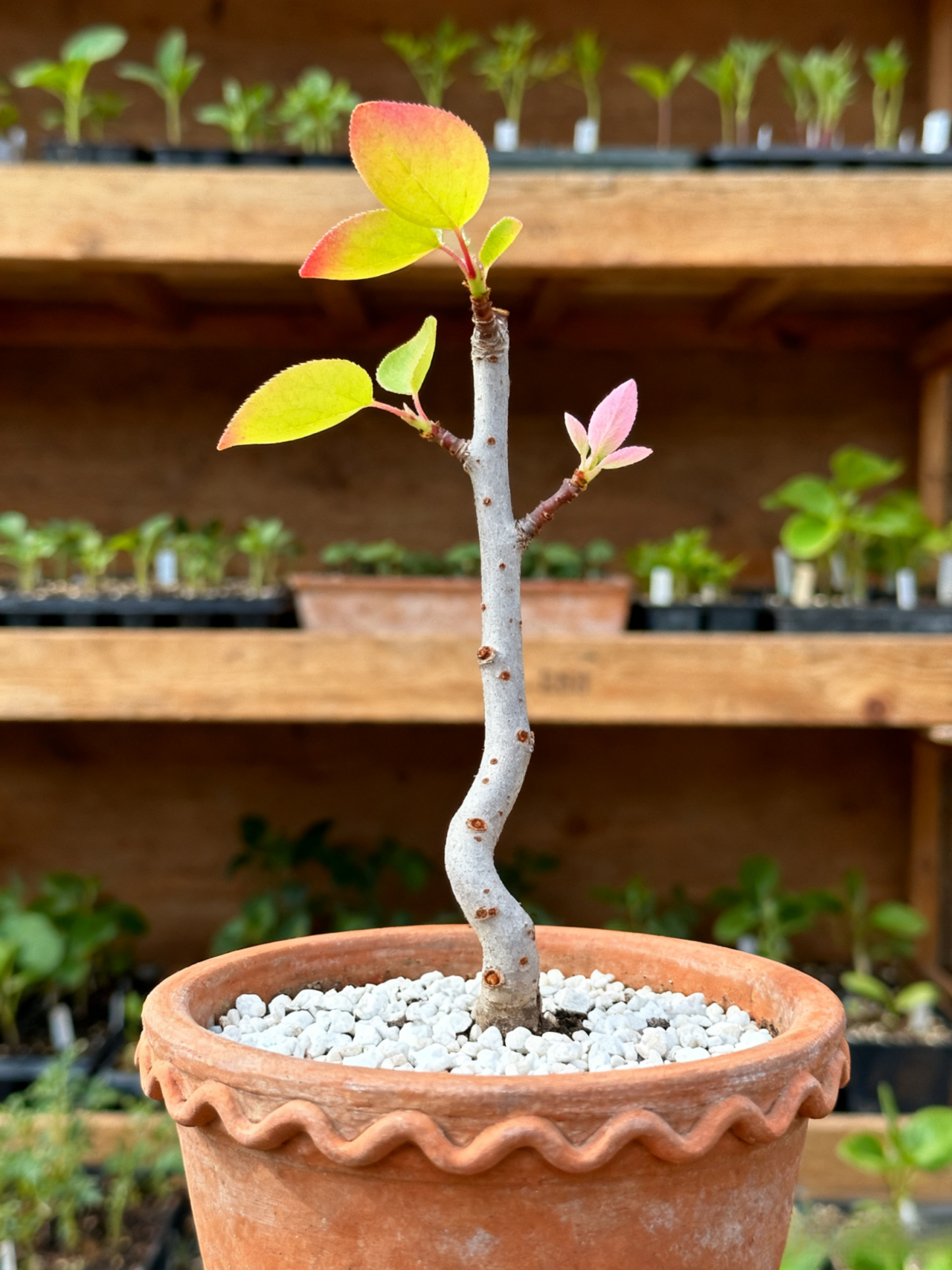 【Óriási császár kajszi】Bőségesen termő, könnyen élő kajszibarackfa csemete