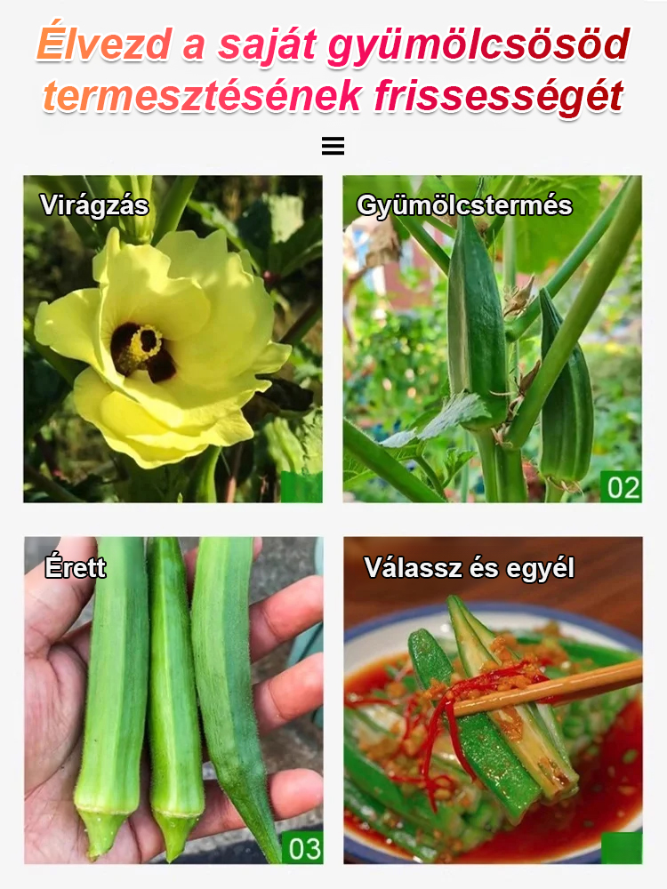 【Tápláló és telt】Magas hozamú vörös okra hideg- és szárazságtűrő magok