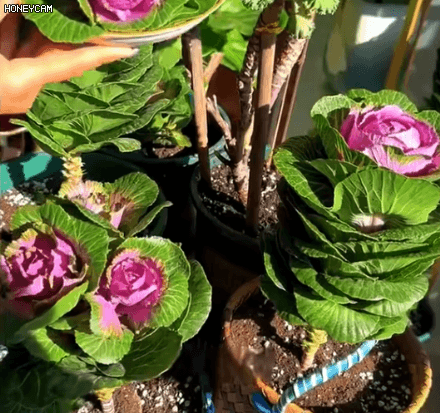 Honeycam 2025-09-17 10-28-01.gif