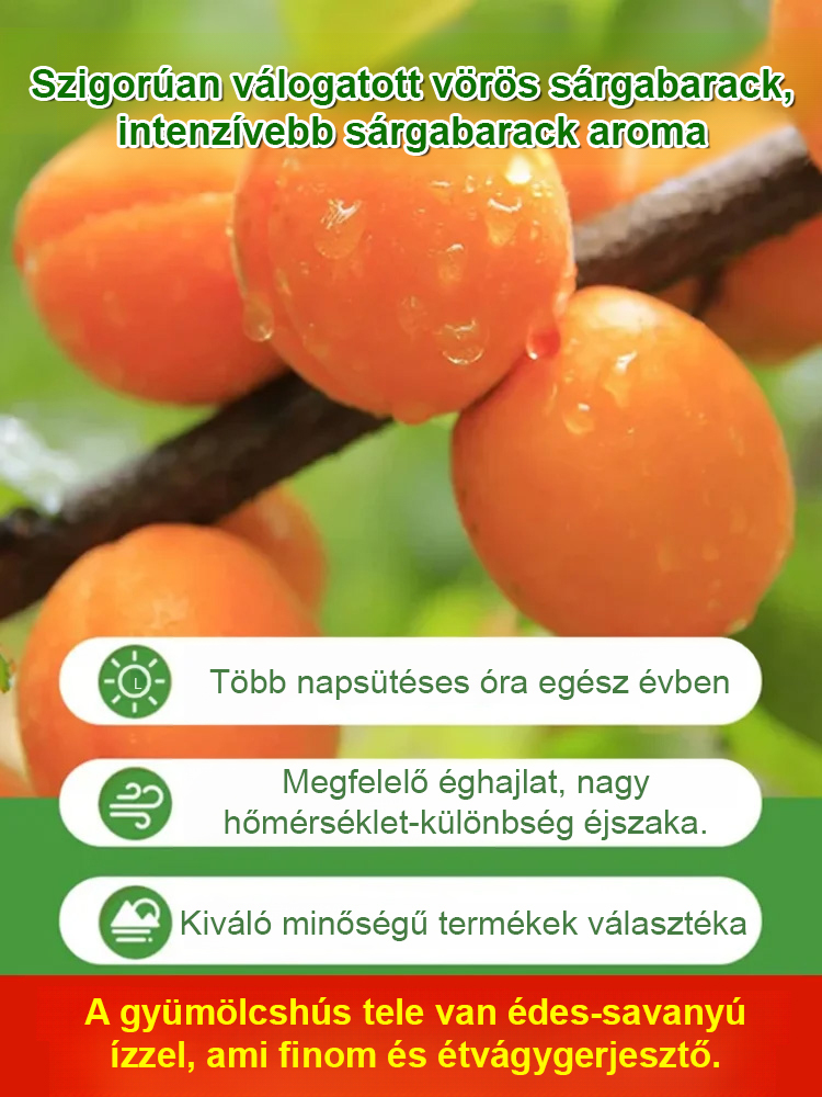 【Édes és puha】Hozzáadott anyagoktól mentes, mag nélküli szárított sárgabarack