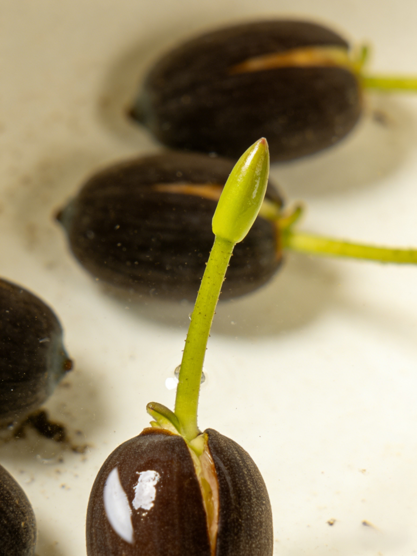 [-25°C körül nyit virágot] Téli vízi dísznövény termesztés lótusz magvak