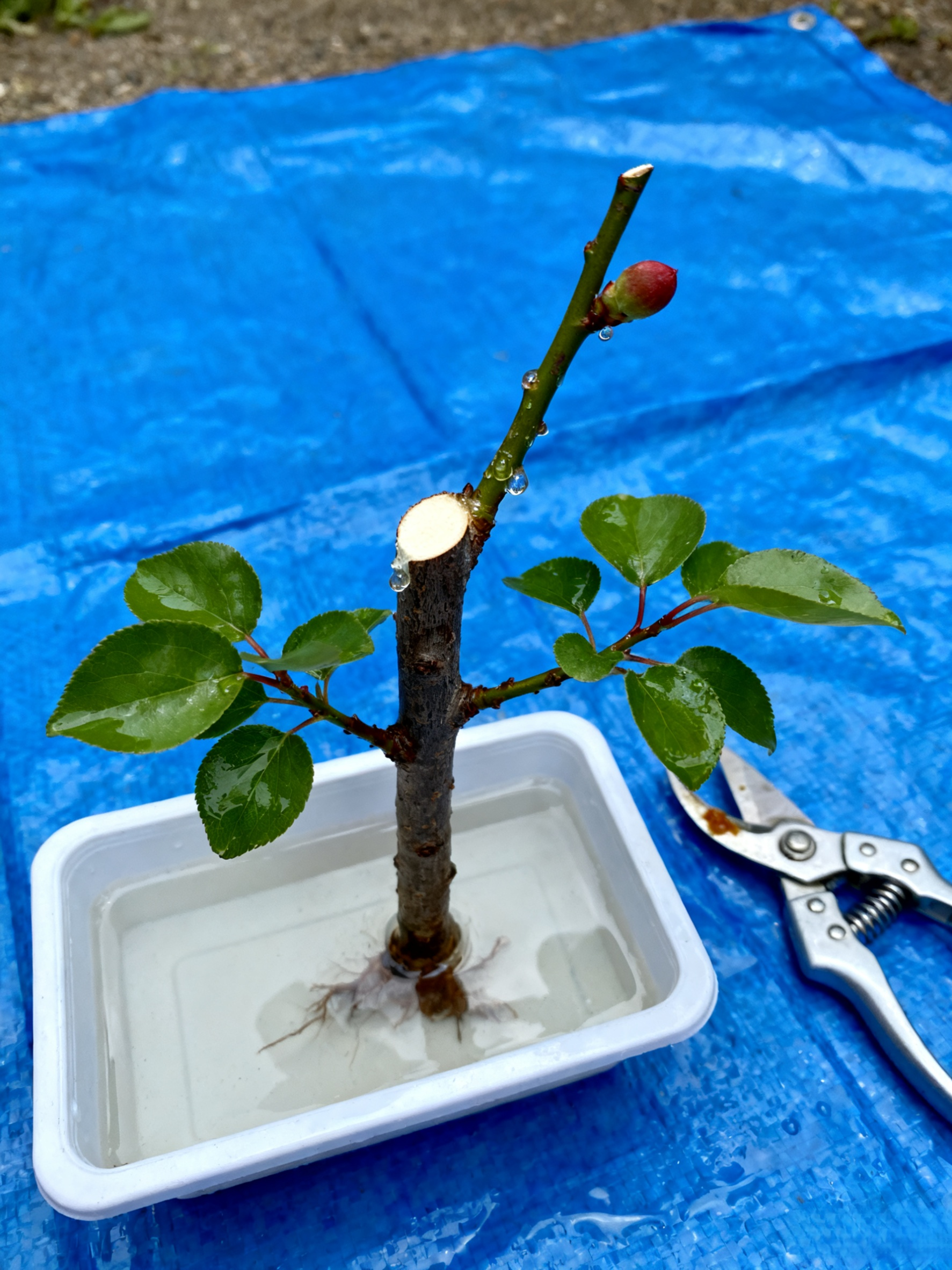 【Óriási császár kajszi】Bőségesen termő, könnyen élő kajszibarackfa csemete