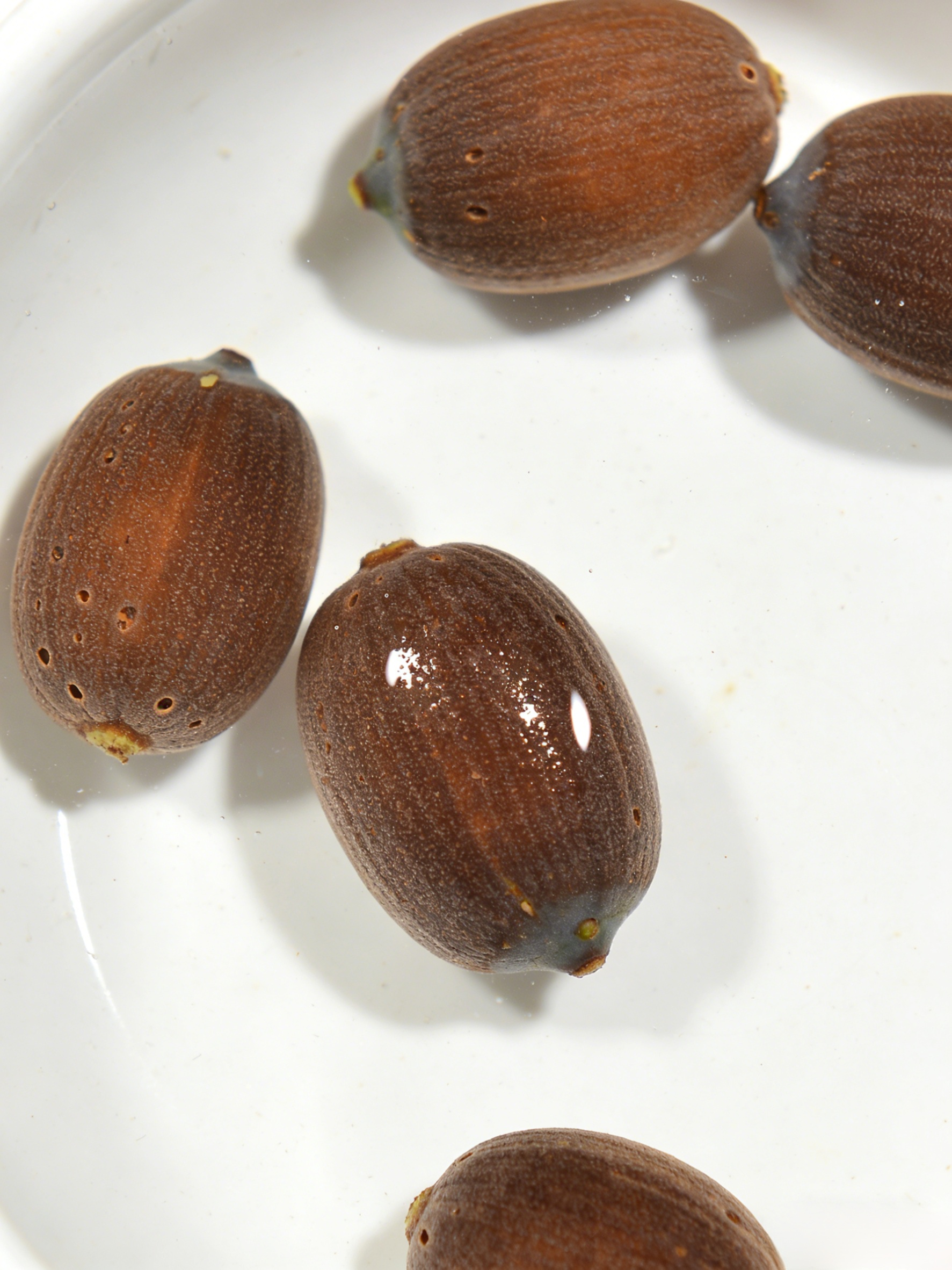 [-25°C körül nyit virágot] Téli vízi dísznövény termesztés lótusz magvak