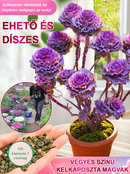 Ehető és díszítő célra alkalmas vegyes színű kelkáposzta magok