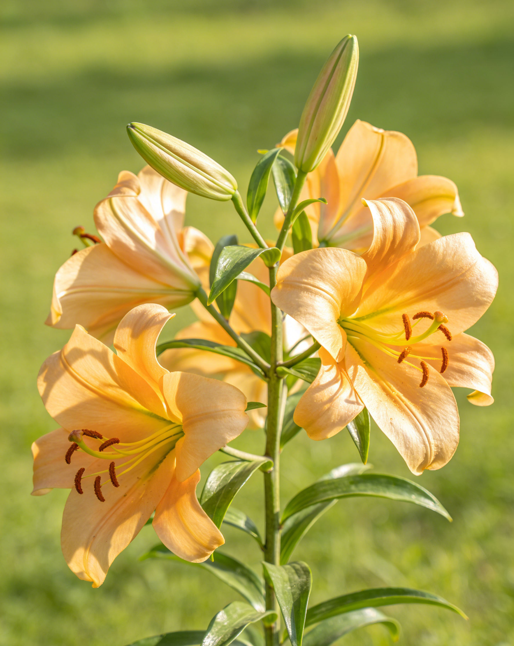 【Virágzó Csoda】Növényi Erős Virágzásserkentő és Termésnövelő Csodaszer