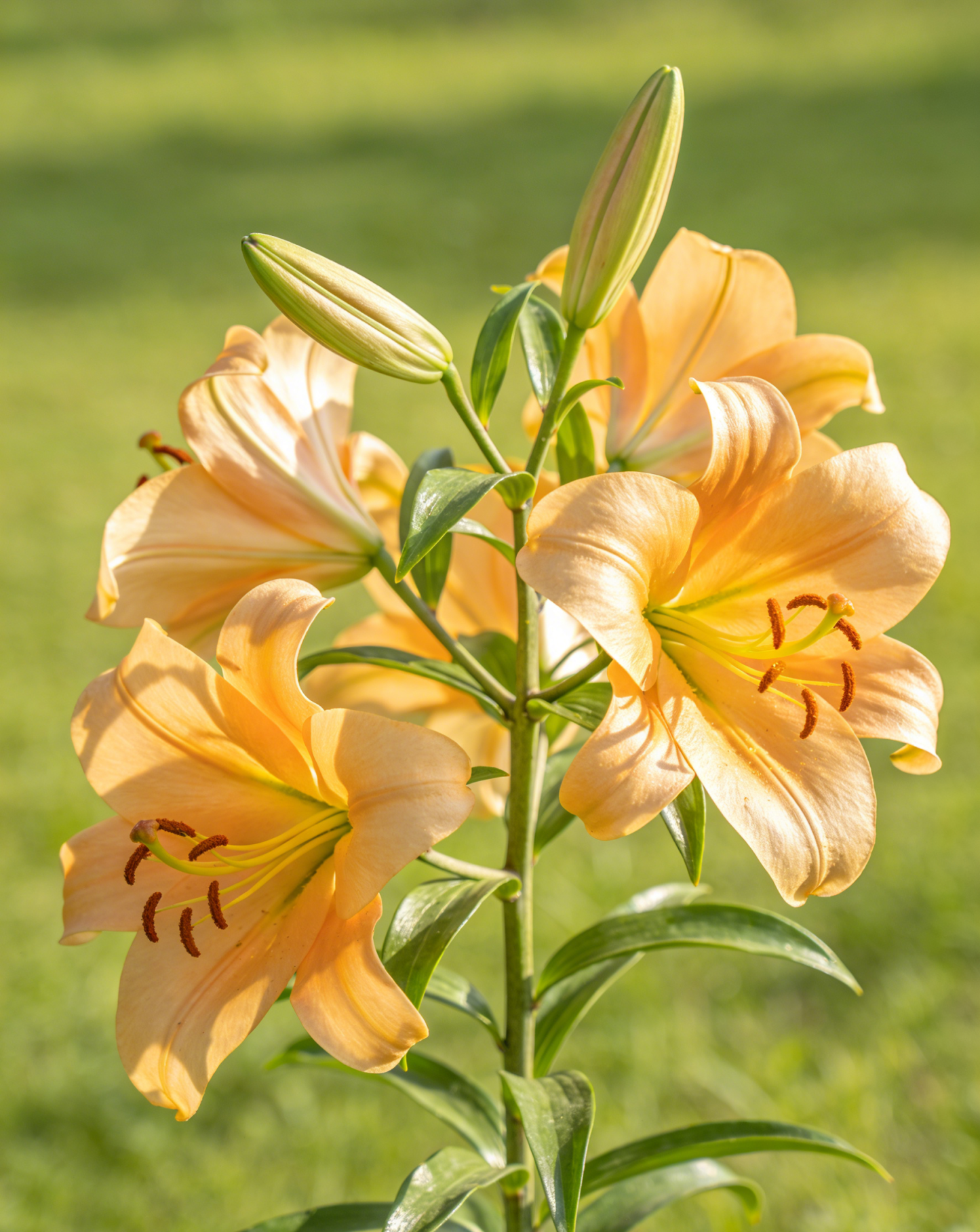 【Virágzó Csoda】Növényi Erős Virágzásserkentő és Termésnövelő Csodaszer