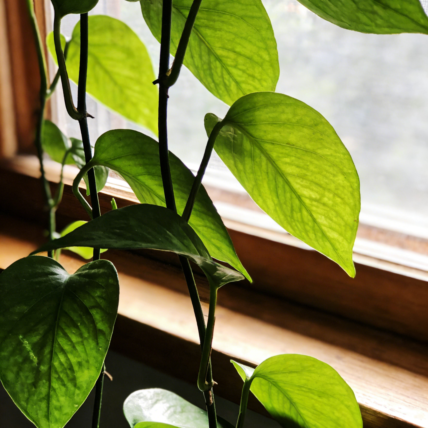 【Élő talajlény】Kertészeti átültetési gyökérnövesztő folyadék