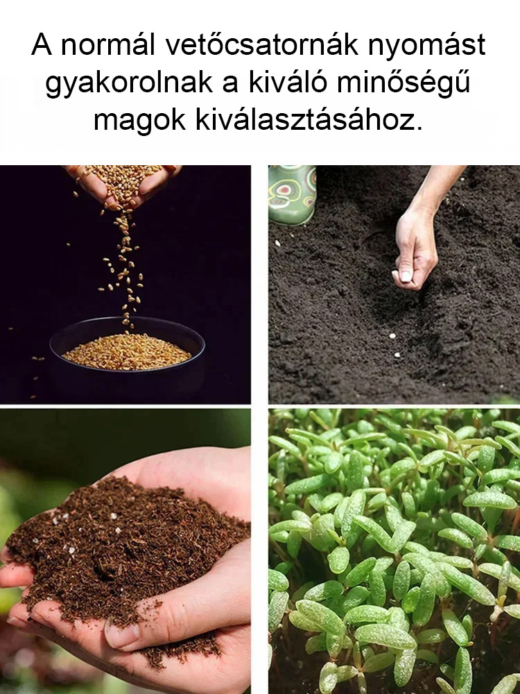 Egész évben virágzó Szőlő Rózsa mag